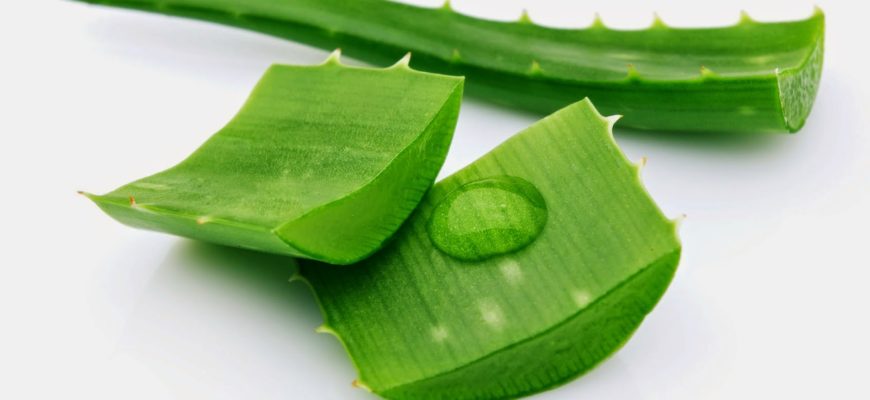 Vlast aloe: původ pokojové rostliny